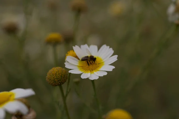 Крупный План Пчелы Маргаритке Поле Большим Количеством Цветов — стоковое фото