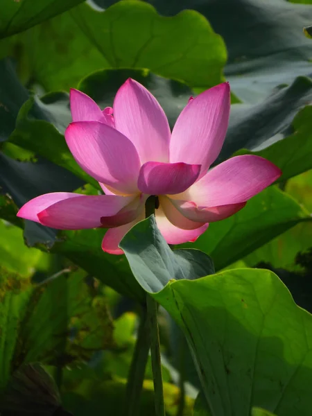 Closeup Shot Cute Sacred Lotus Sunlight Stock Photo