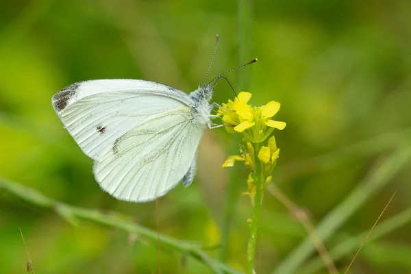 Colpo Fuoco Selettivo Una Farfalla Cavolo Bianco Pieris Rapae Fiore — Foto Stock