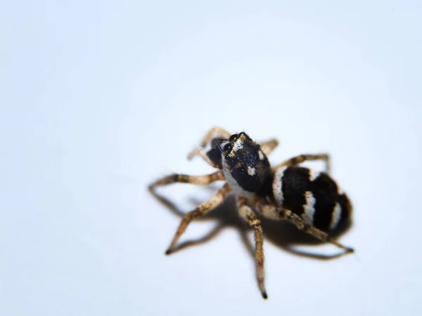 Una Macro Toma Una Araña Cebra Sobre Una Superficie Blanca —  Fotos de Stock