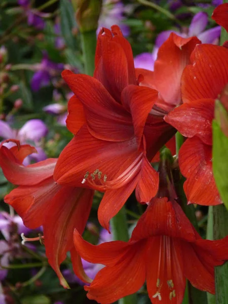 Güneş Işığı Altında Amaryllis Yakın Çekimi — Stok fotoğraf