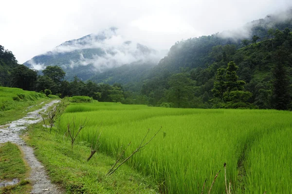 Les Magnifiques Rizières Vertes Népal Par Temps Brumeux Pendant Journée — Photo