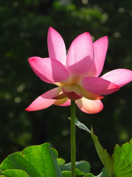 Tiro Vertical Uma Flor Lótus Rosa Florescente — Fotografia de Stock