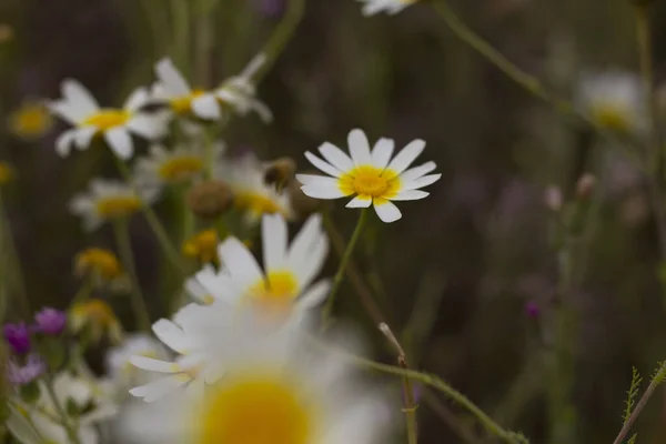 Tiro Close Camomilas Frescas Fundo Das Plantas — Fotografia de Stock