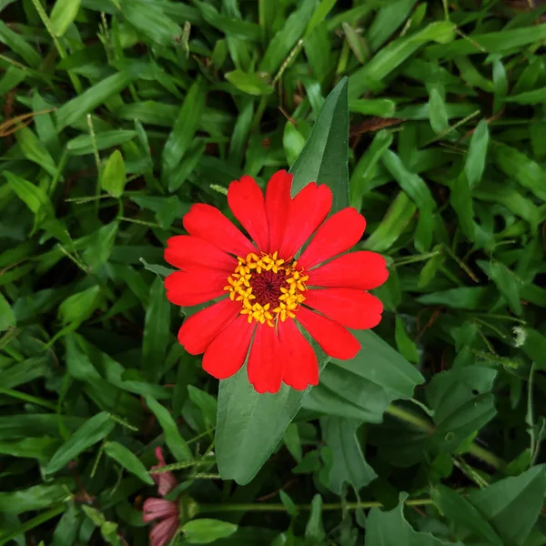 Disparo Sobre Una Flor Zinnia Roja Contra Hierba — Foto de Stock