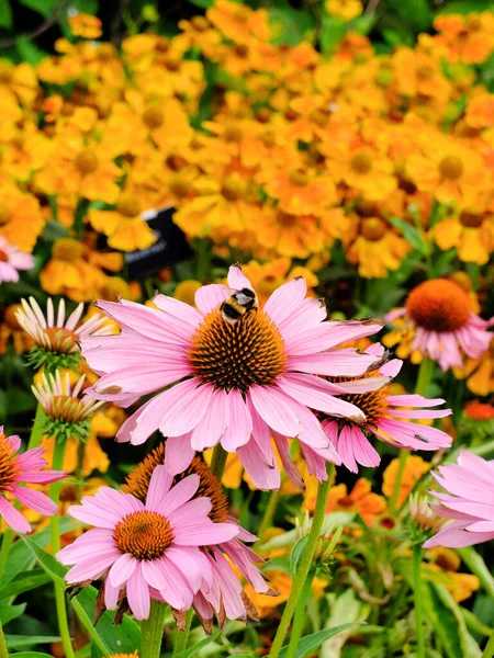 Een Bij Bestuivend Roze Helenium Bloem Tuin — Stockfoto