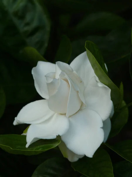 Eine Vertikale Nahaufnahme Der Weißen Gardenia Blume Einem Garten — Stockfoto