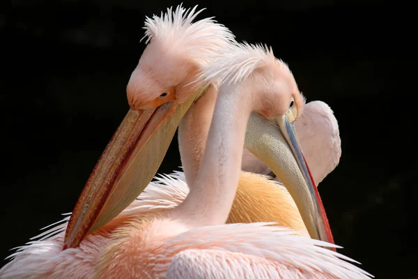Ein Porträt Von Niedlichen Pelikanen Einer Natürlichen Umgebung — Stockfoto