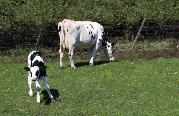 Beau Cliché Vaches Laitières Noires Blanches Sur Terrain — Photo
