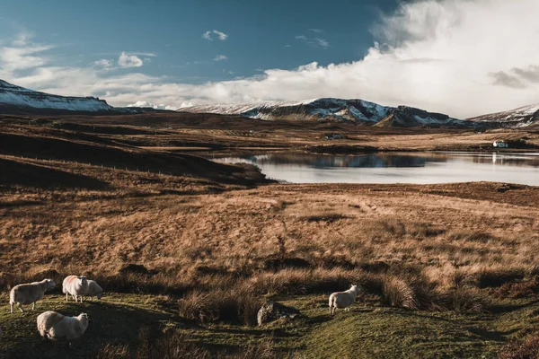 Eine Vertikale Aufnahme Von Schafen Und Bergen Isle Skye Schottland — Stockfoto