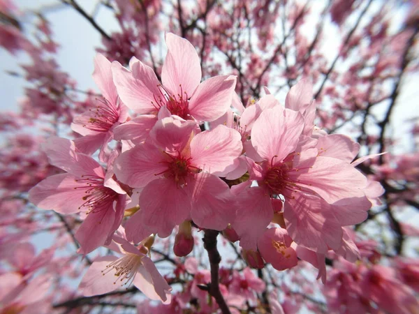 Egy Közeli Felvétel Gyönyörű Cseresznyevirágokról Elmosódott Háttérrel — Stock Fotó