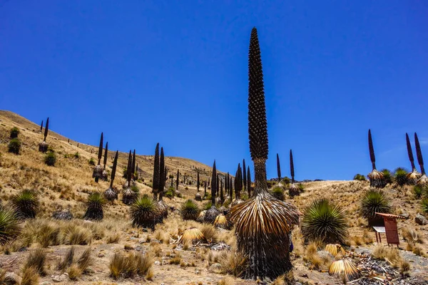 Een Prachtig Uitzicht Puya Raimondii Planten Andes Peru — Stockfoto