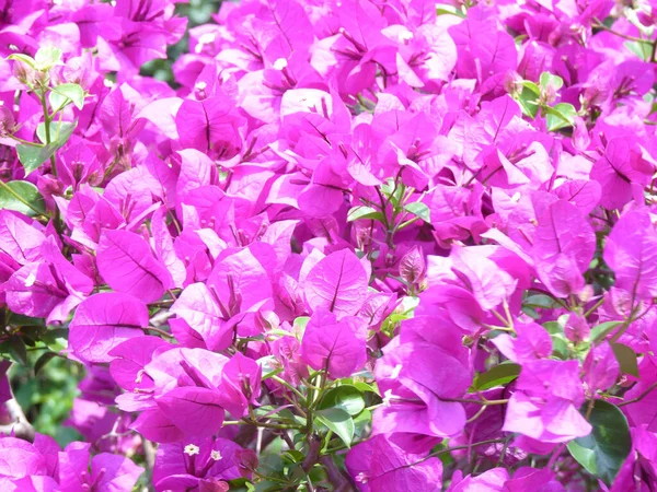 Detailní Záběr Kvetoucích Květin Bougainvillea Zeleni — Stock fotografie