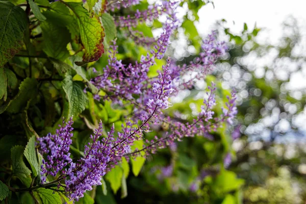 在阳光灿烂的日子里盛开的植物的紫色花朵 — 图库照片