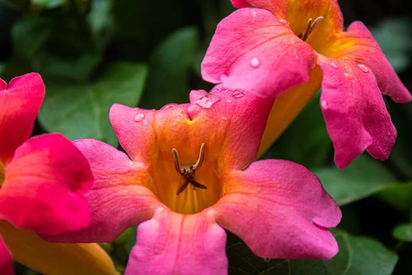 Hermoso Tiro Una Flor Rosa Con Gotitas Agua Las Hojas — Foto de Stock