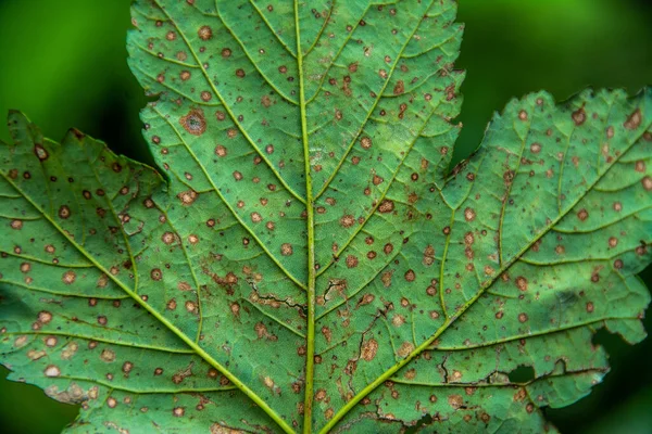 leaf attacked by a fungal disease,macro