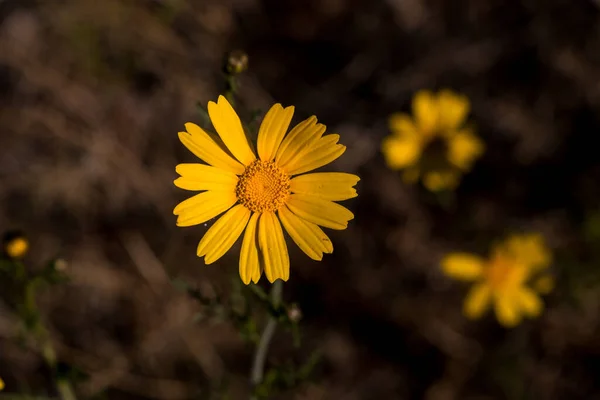 Zbliżenie Ujęcie Pojedynczego Wieloletniego Żółtego Kwiatu Rumianku Rozmytym Widokiem Ogród — Zdjęcie stockowe