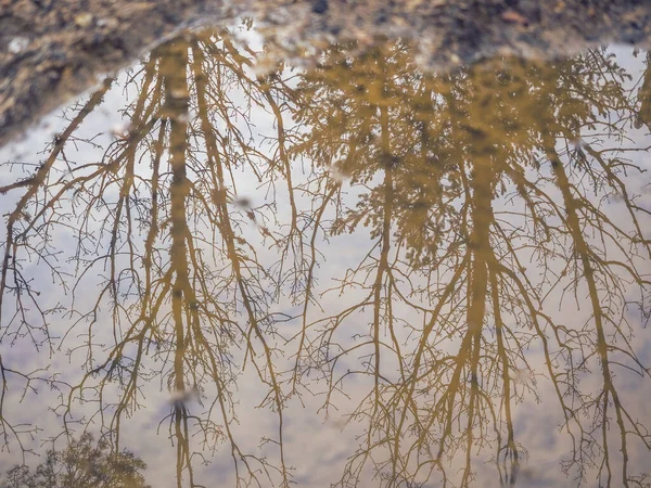 Vacker Bild Återspegling Träd Vattnet — Stockfoto