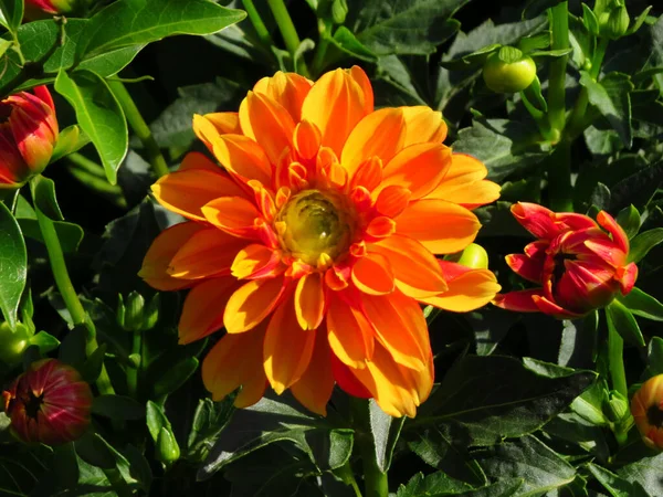 Primo Piano Bellissimi Fiori Arancioni Dahlia Giardino Illuminato Dal Sole — Foto Stock