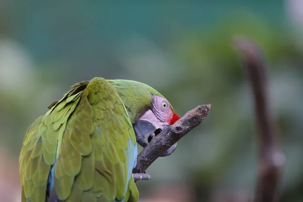 Closeup Shot Red Lored Amazon Parrot Stick Blurred Background — Stock Photo, Image
