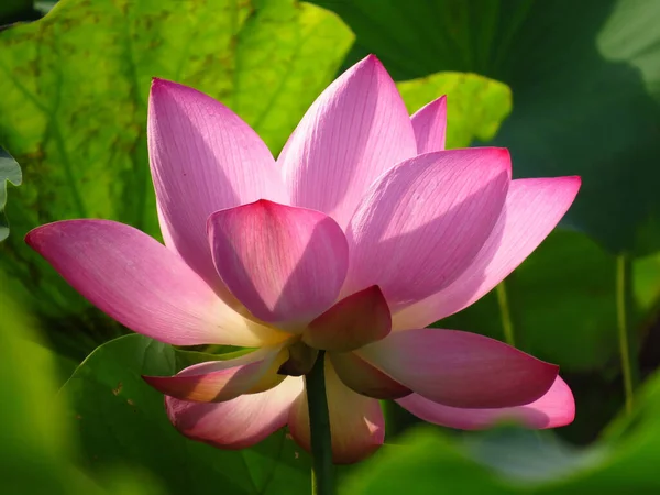 Zbliżenie Ujęcie Kwitnącego Różowego Kwiatu Lotosu — Zdjęcie stockowe