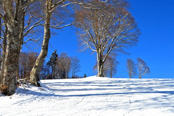 阳光灿烂的日子里 雪地上的树木尽收眼底 — 图库照片