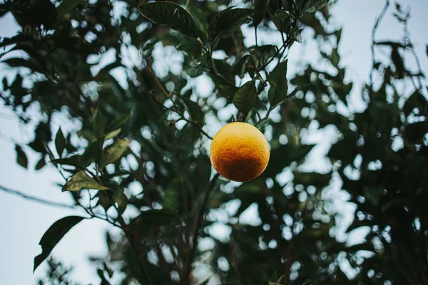 Niski Kąt Ujęcia Pojedynczej Pomarańczy Wiszącej Gałęzi — Zdjęcie stockowe