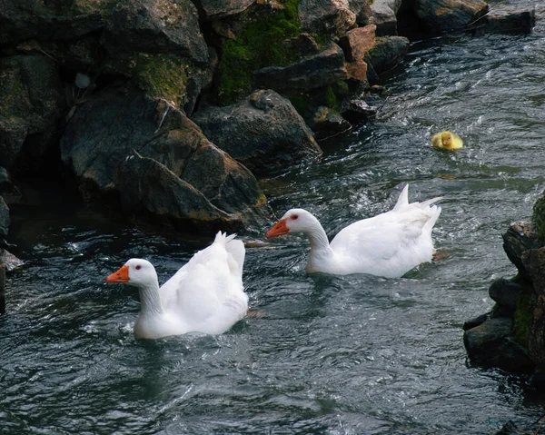 강에서 수영하는 마리의 기러기와 병아리의 아름다운 — 스톡 사진