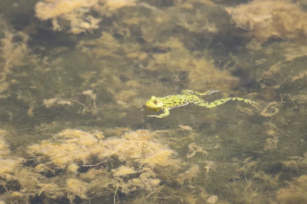 Petite Grenouille Verte Nageant Dans Eau Sale — Photo