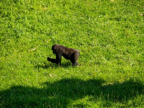 Egy Kis Fekete Gorilla Fut Egy Fényes Zöld Mezőn Egy — Stock Fotó
