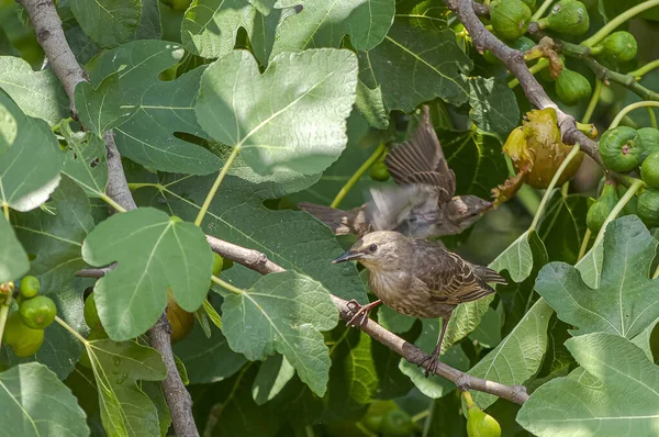Een Close Shot Van Gewone Spreeuw Vogels Zittend Een Plant — Stockfoto