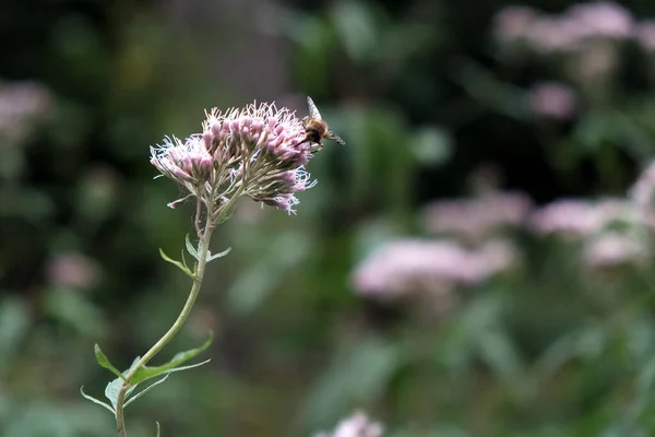 Μια Ρηχή Εστίαση Μιας Μέλισσας Επικονίασης Στο Ροζ Λουλούδι — Φωτογραφία Αρχείου