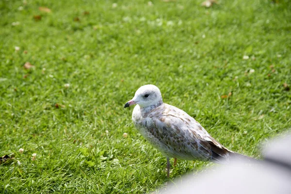 Een Close Opname Van Een Meeuw Het Groene Gras Overdag — Stockfoto