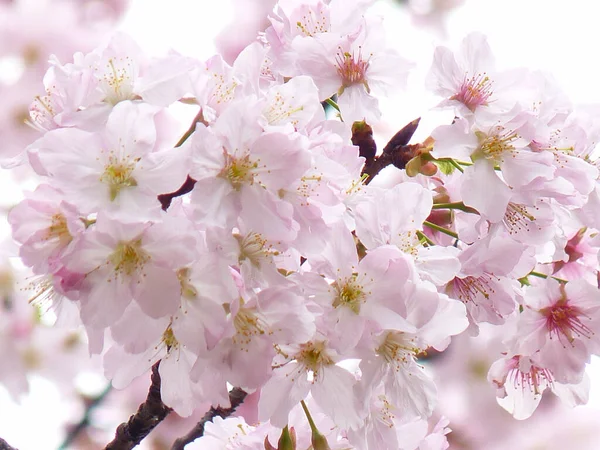 Close Conjunto Flores Cereja Uma Árvore Primavera — Fotografia de Stock