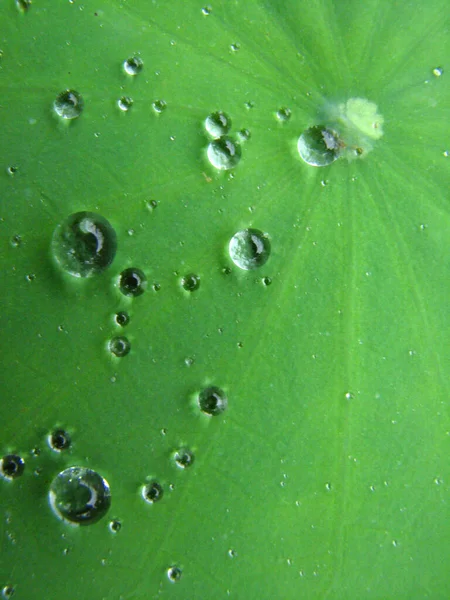 Tiro Seletivo Vertical Foco Das Gotas Água Uma Textura Verde — Fotografia de Stock