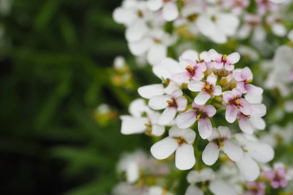 Μια Κοντινή Φωτογραφία Όμορφα Λευκά Λουλούδια Ένα Πάρκο — Φωτογραφία Αρχείου