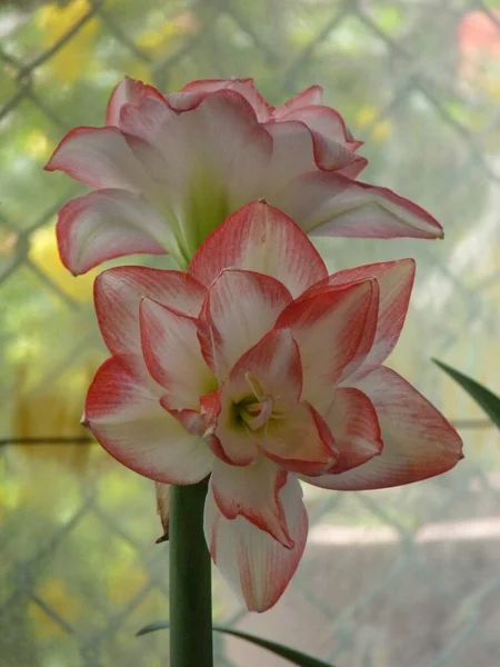 Close Vertical Das Belas Flores Amaryllis — Fotografia de Stock