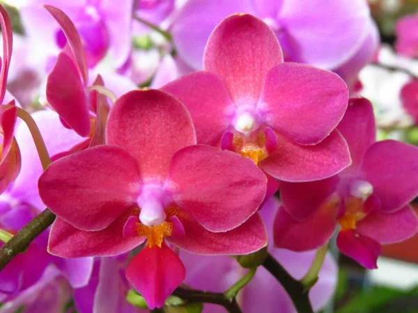 Egy Közeli Kép Egy Csomó Gyönyörű Rózsaszín Orchideáról — Stock Fotó