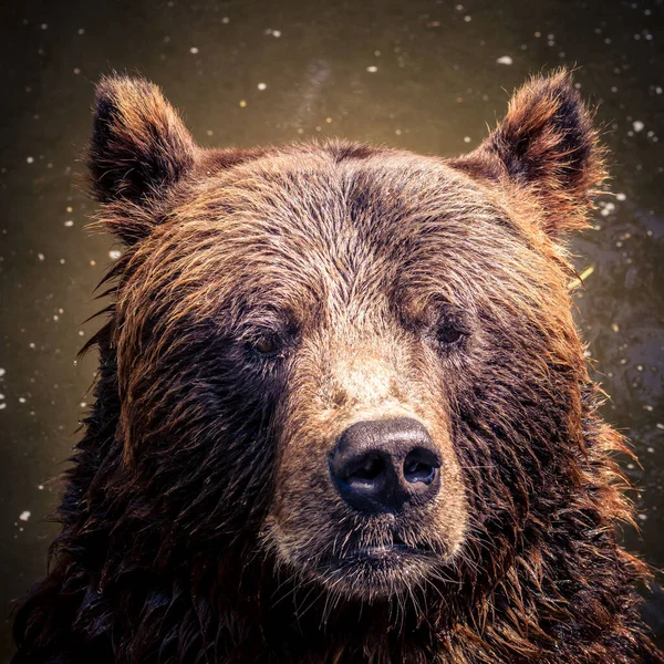 Ένα Κοντινό Πλάνο Μιας Αρκούδας Γκρίζλι Μόλις Βγήκε Από Ένα — Φωτογραφία Αρχείου