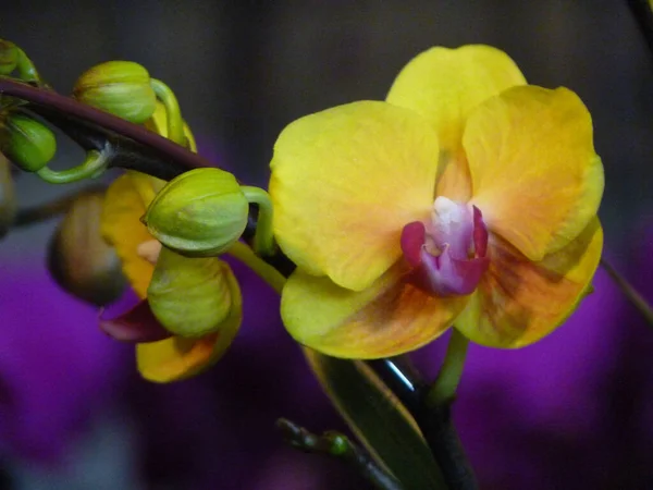 Gros Plan Une Fleur Orchidée Jaune — Photo