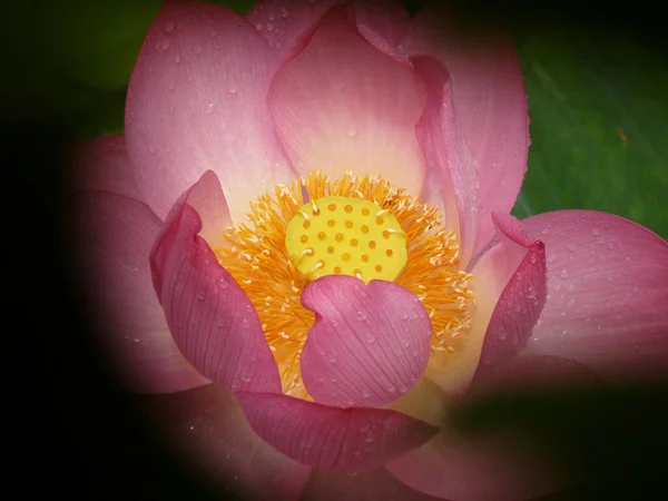 Gros Plan Une Fleur Lotus Rose — Photo