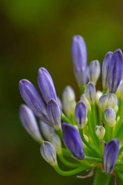 Enfoque Selectivo Vertical Primer Plano Una Flor Agapanthus Púrpura Parque —  Fotos de Stock