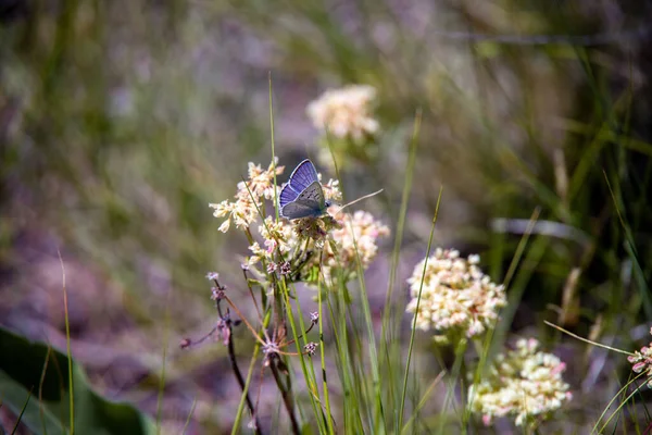 Селективный Снимок Прекрасной Голубой Бабочки Диких Белых Цветах — стоковое фото