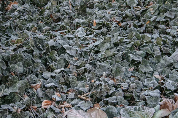 Green Leaves Ivy Plants Covered Hoar Frost — Stock Photo, Image