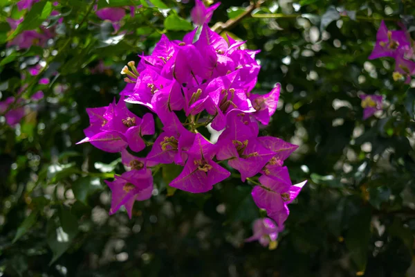 Vackert Blommande Lila Bougainvillea Blommorna Trädgården — Stockfoto