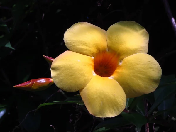 Primer Plano Una Flor Allamanda Amarilla Oscuridad — Foto de Stock