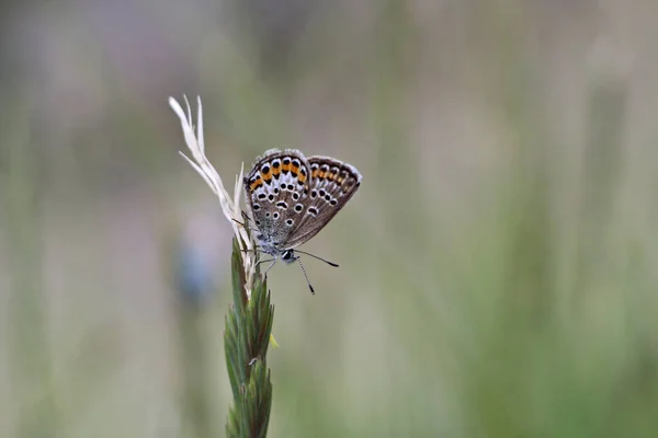Zbliżenie Ujęcie Pięknych Motyli Zielonej Roślince — Zdjęcie stockowe