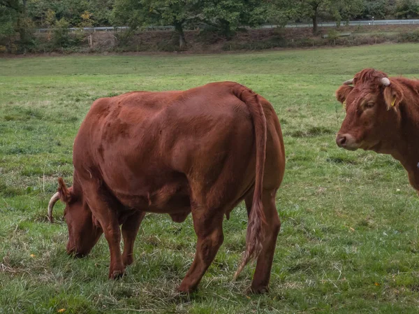 黄牛在田野里吃草的眼睛水平的照片 — 图库照片