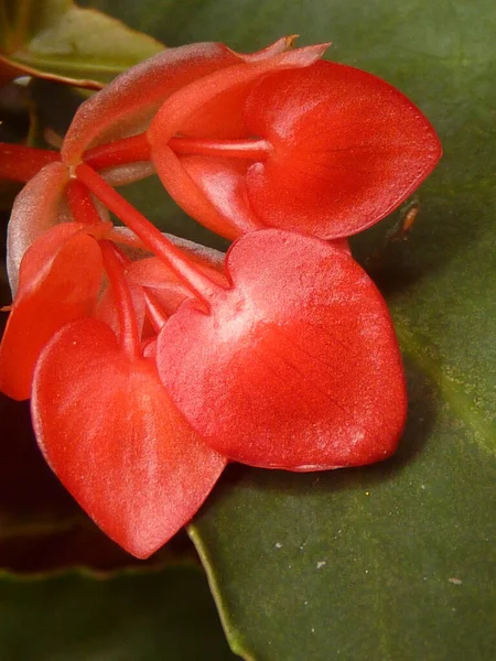 Tiro Close Vertical Flor Begonia Vermelho — Fotografia de Stock