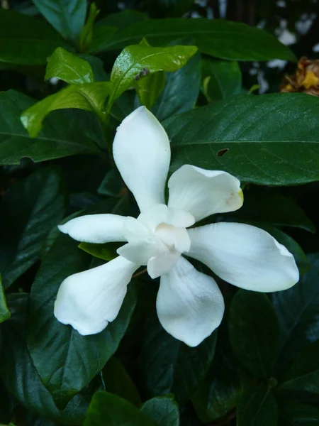 Primer Plano Hermoso Jazmín Blanco Rodeado Vegetación — Foto de Stock